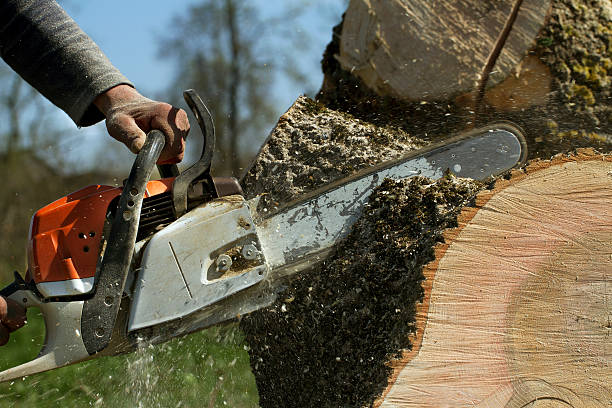 Tree Service Company in Rowland, NC